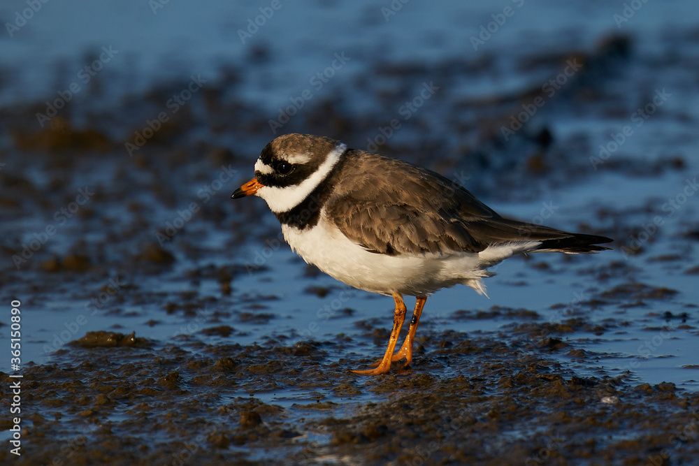 Common ringed plover (Charadrius hiaticula) Common ringed plover (Charadrius hiaticula)