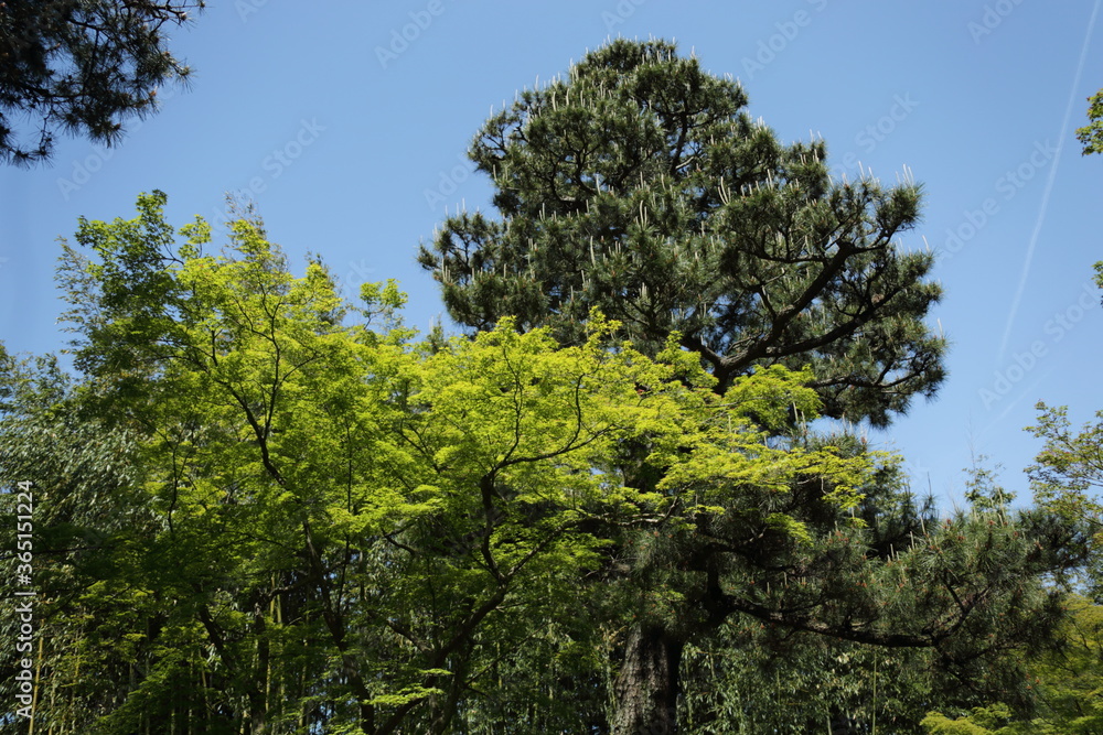 京都 桂 20150511 京都 桂 20150511