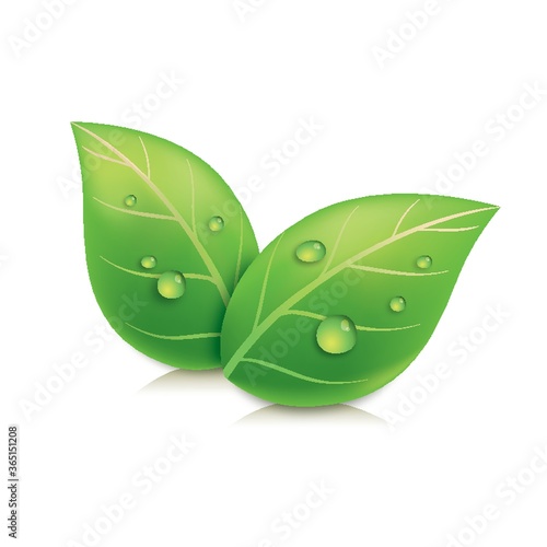leaves with water droplets