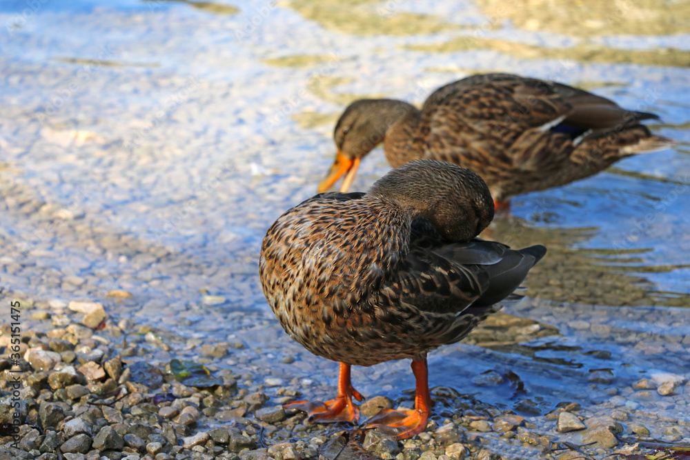 A duck stands on the shore of the lake and washes. A duck stands on the shore of the lake and washes.