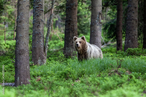 Young brown bear  ursus arctos  walking in the dark spruce forest.