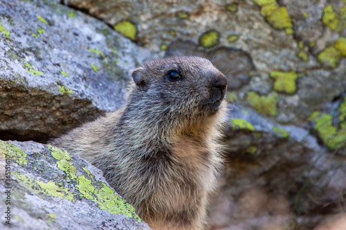 Young example of marmot of the Alps (marmota marmota) coming out of its hole. .Marmot basking on a rock in front of a hole. © Michal