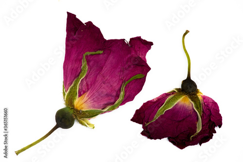 Herbarium. Textured bright pink and beard rose hips.