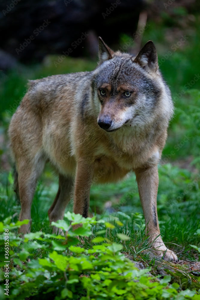 Wolf im Tierfreigelände Neuschönau (Bayerischer Wald) Wolf im Tierfreigelände Neuschönau (Bayerischer Wald)