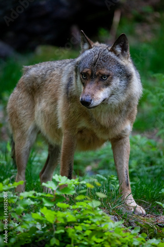 Wolf im Tierfreigel  nde Neusch  nau  Bayerischer Wald 