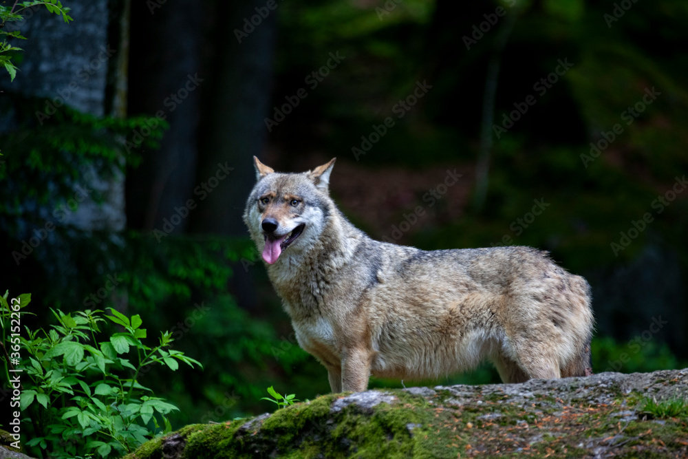 Bei Rangordnungskämpfen verletzer Wolf im Tierfreigelände Neuschönau (Bayerischer Wald) Bei Rangordnungskämpfen verletzer Wolf im Tierfreigelände Neuschönau (Bayerischer Wald)