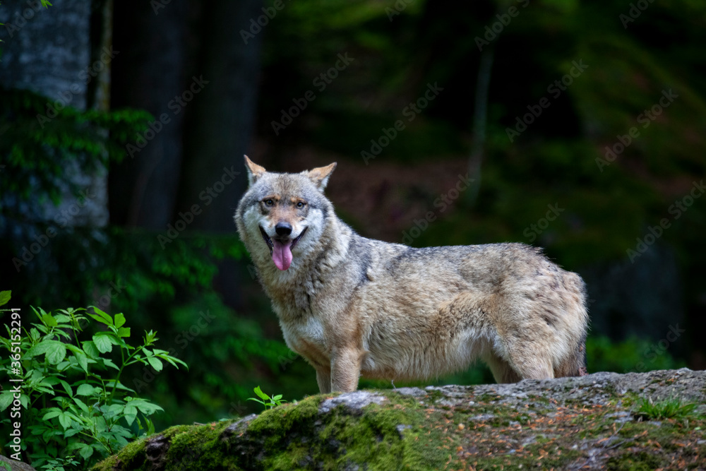 Fototapeta premium Bei Rangordnungskämpfen verletzer Wolf im Tierfreigelände Neuschönau (Bayerischer Wald)