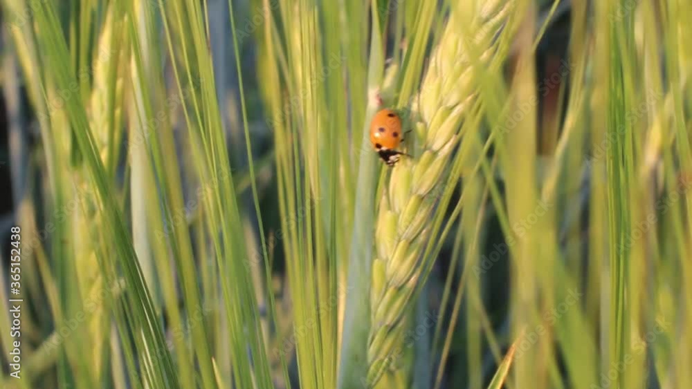 Insect ladybug on an ear of rye in a field Insect ladybug on an ear of rye in a field