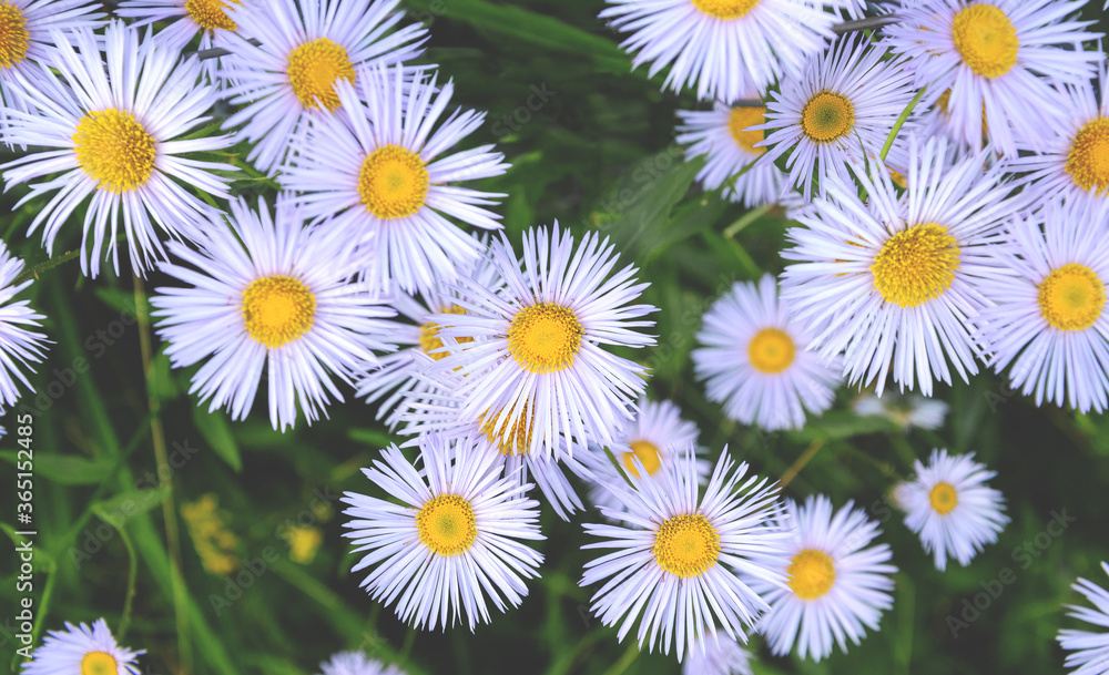 Top view of blooming blue aster flowers growing in garden during sunset.Selective focus. Top view of blooming blue aster flowers growing in garden during sunset.Selective focus.