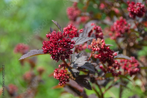 Flowering shrub with red leaves