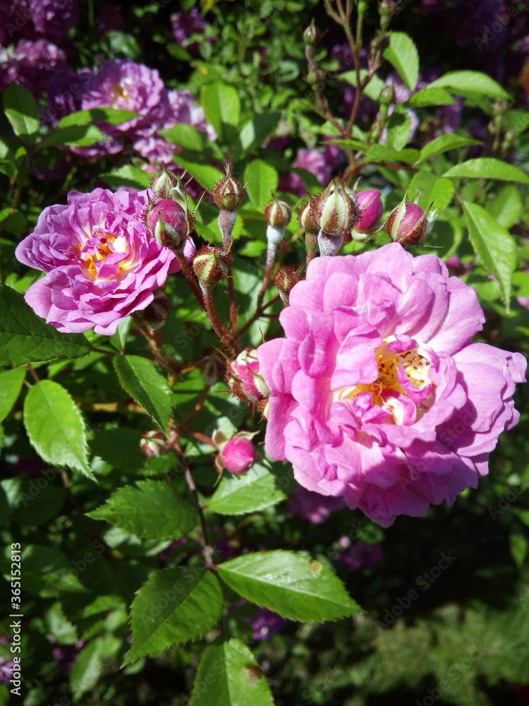 pink roses in garden pink roses in garden