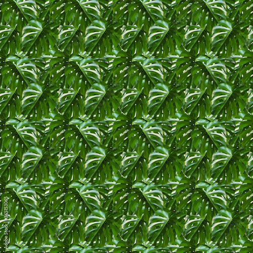 Monstera Deliciosa leaf seamless pattern. Tropical background with jungle plants. Green exotic pattern with palm leaves