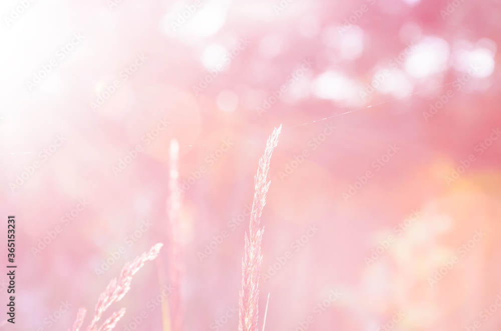 pink bokeh background with grasses