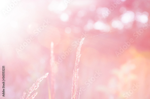 pink bokeh background with grasses © valeriy boyarskiy