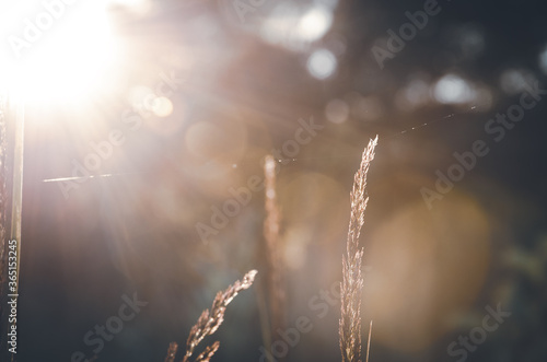 Bright summer nature scene with grass flower on a blurred brown background during sunny morning.