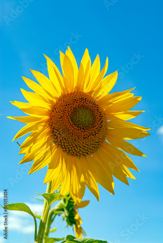 fleur de tournesol en   t  