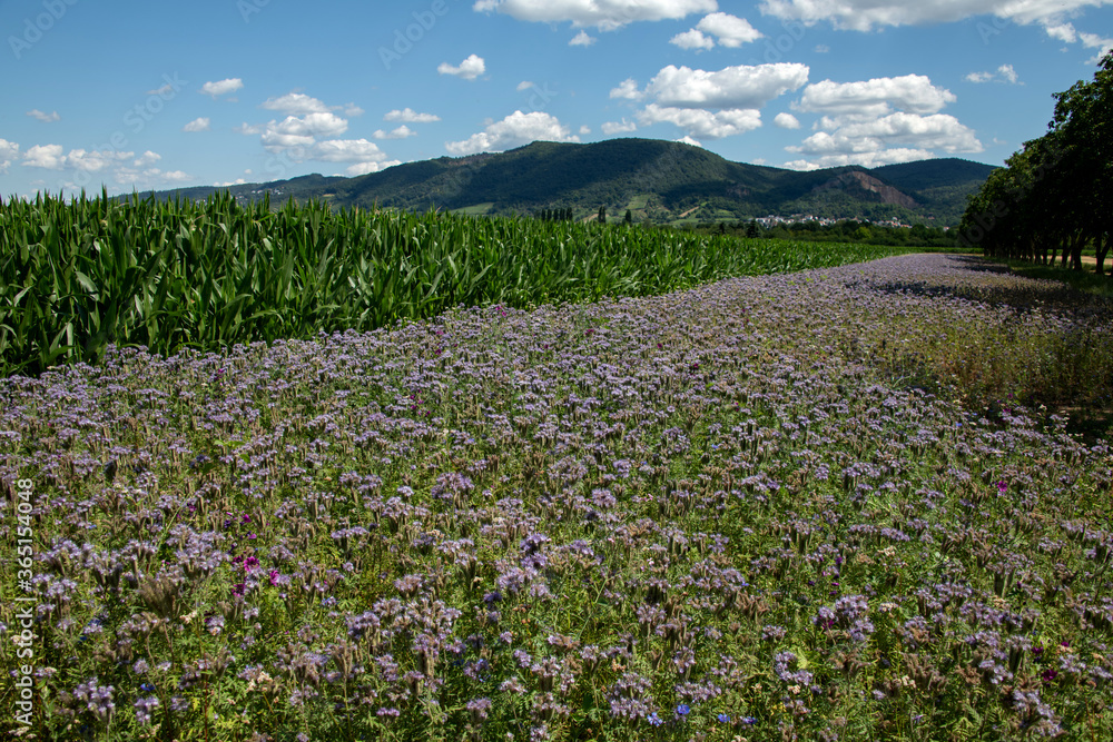 Blühstreifen neben Maisfeld, Umweltmaßnahme für Naturschutz und Biodiversität.