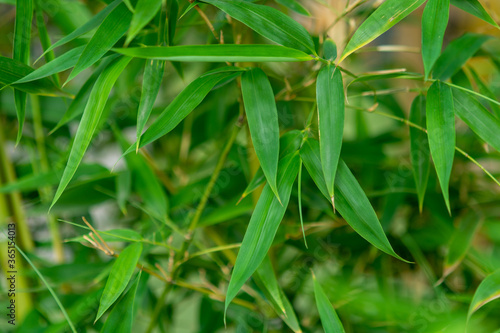 Bamboo leaves