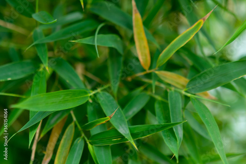 Wallpaper Mural Bamboo leaves Torontodigital.ca