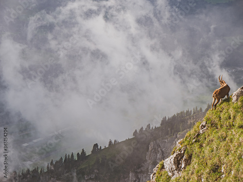 Shots of a wild ibex mountain goat gazing on grass on a cliff side in the high alps in the pilatus region of switzerland.