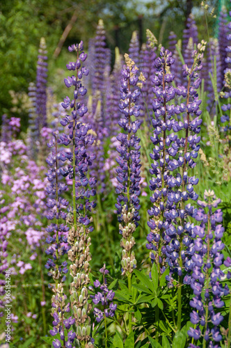 Lupin flowers with a natural background