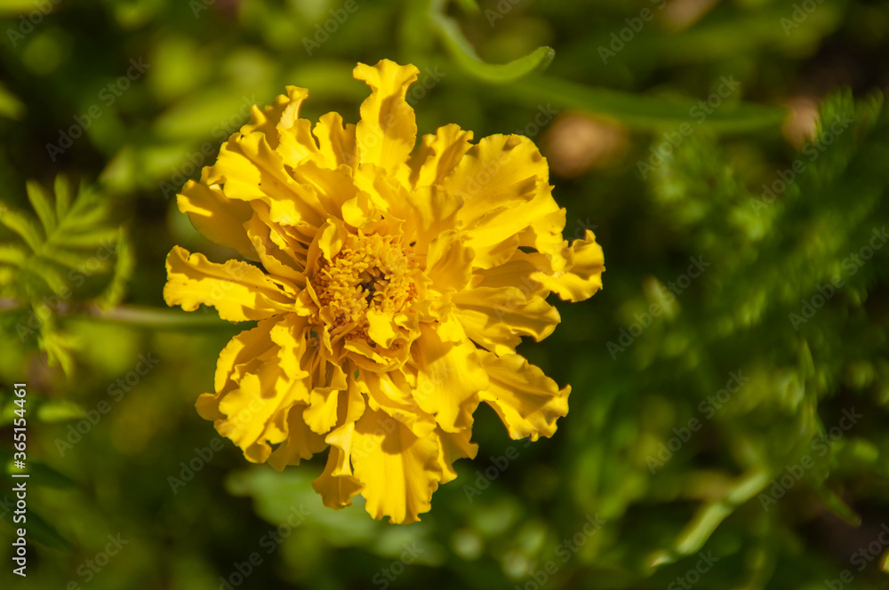 marigold flowers, yellow on a natural background marigold flowers, yellow on a natural background