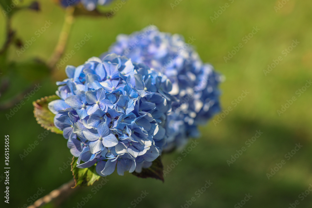 Blaue Hortensienblüte in der Sonne vor grünem Gras