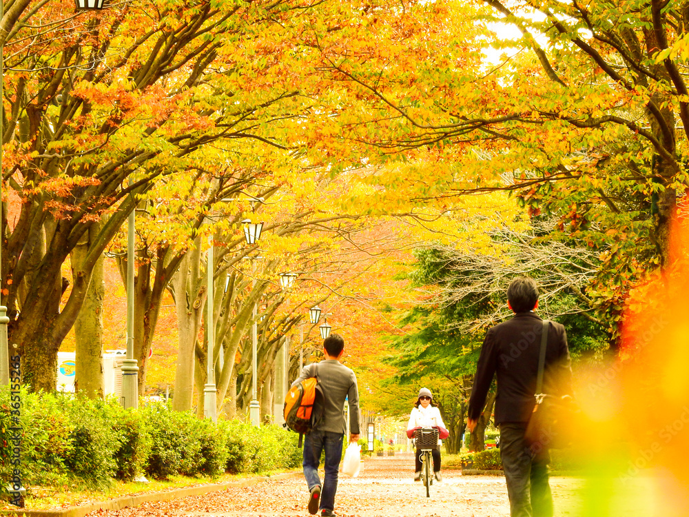 学園都市に訪れた秋のイチョウ並木 学園都市に訪れた秋のイチョウ並木