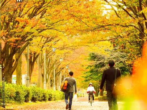 学園都市に訪れた秋のイチョウ並木