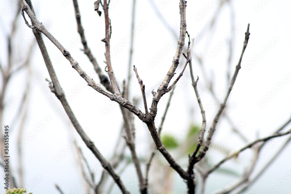 branches of a tree branches of a tree