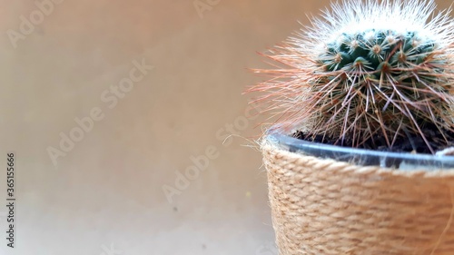 Small cactus in a pot