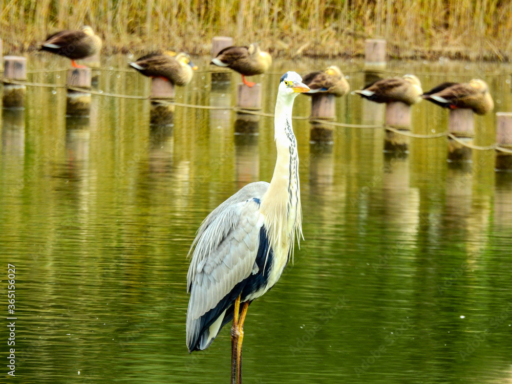 Fototapeta premium 大型の野鳥、アオサギのアップ