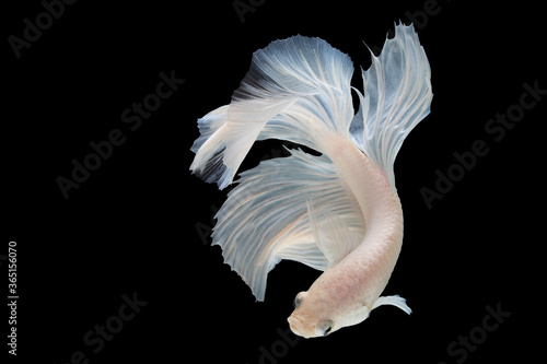 White betta fish moving moment beautiful fancy halfmoon betta, fighting fish, siam betta fish on black background.