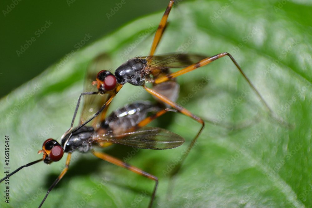 Couple of Stilt-legged fly mating in nature Couple of Stilt-legged fly mating in nature