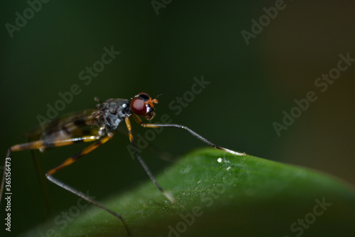 Stilt-legged fly crawling on leaf  © Kittichart