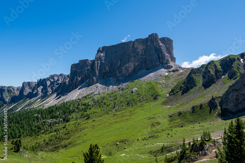 Small alpine flowers bloom in the valley of Passo Giau, Dolomites, South Tyrol, Italy, Europe