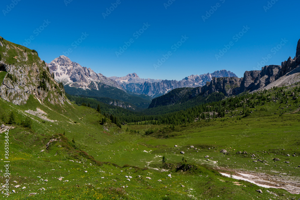 Small alpine flowers bloom in the valley of Passo Giau, Dolomites, South Tyrol, Italy, Europe