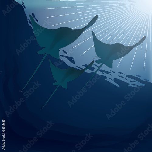 manta ray underwater