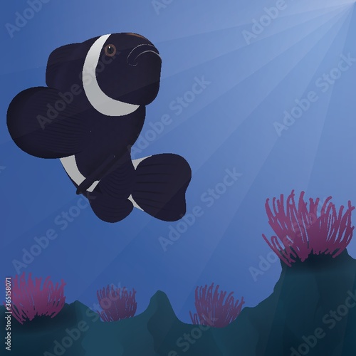 turban clown fish