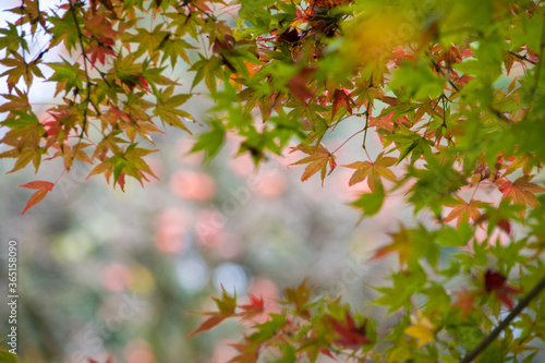 秋の戸定邸、徳川慶喜も眼を細めてみていたのかな。