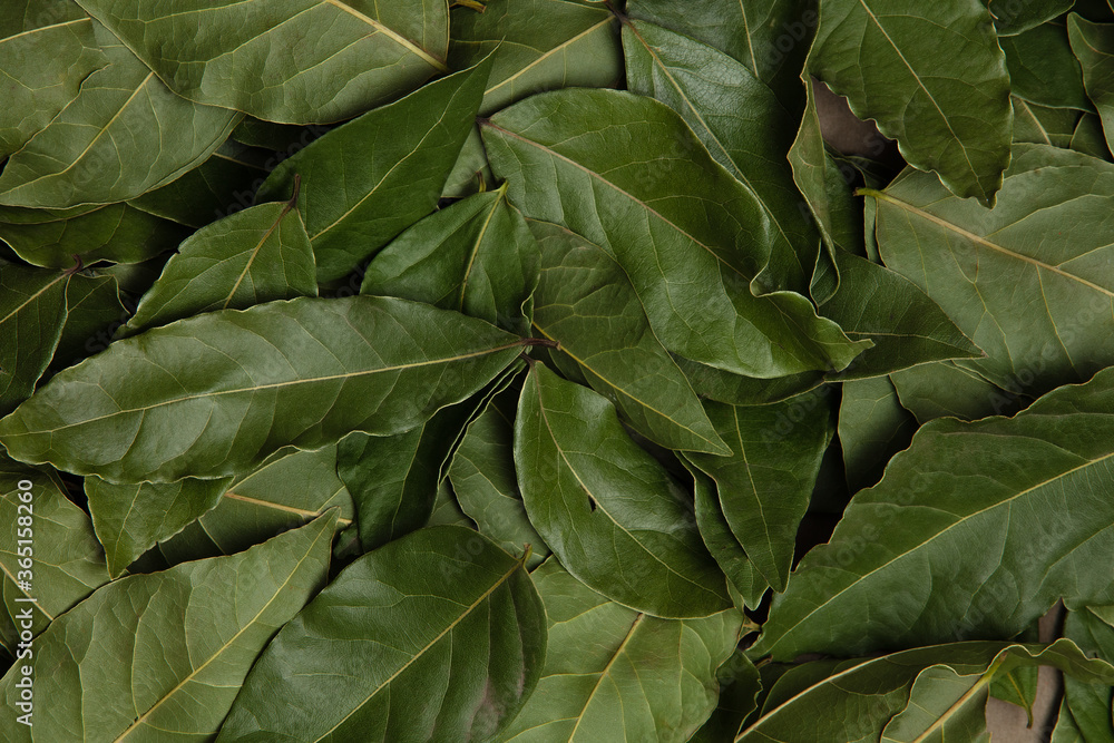 Fototapeta premium Dried Laurel leaves texture background. Top view. Cooking background.
