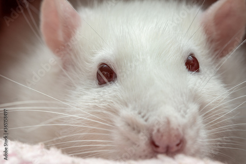 Adorable friendly white pet rat