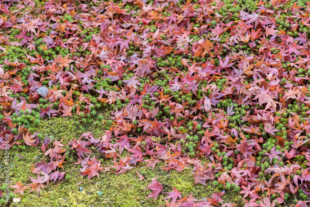 field of autumn leaves field of autumn leaves