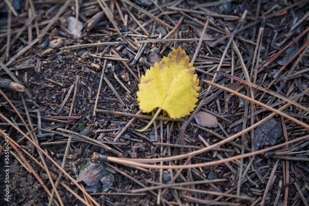 One yellow heart shaped leaf on ground. Contrast concept, autumn, loneliness, love concept.