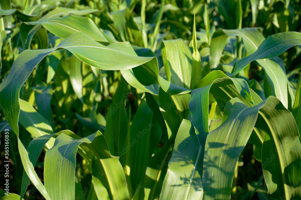 the concentration of corn leaves the concentration of corn leaves