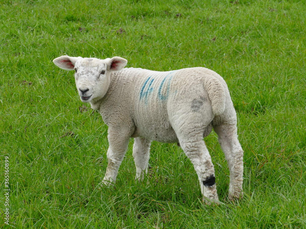 Fototapeta premium Lamb Sheep standing with back to viewer looking over shoulder on a grassy green field