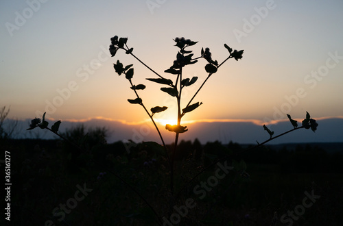 silhouette of a thistle against the sunset