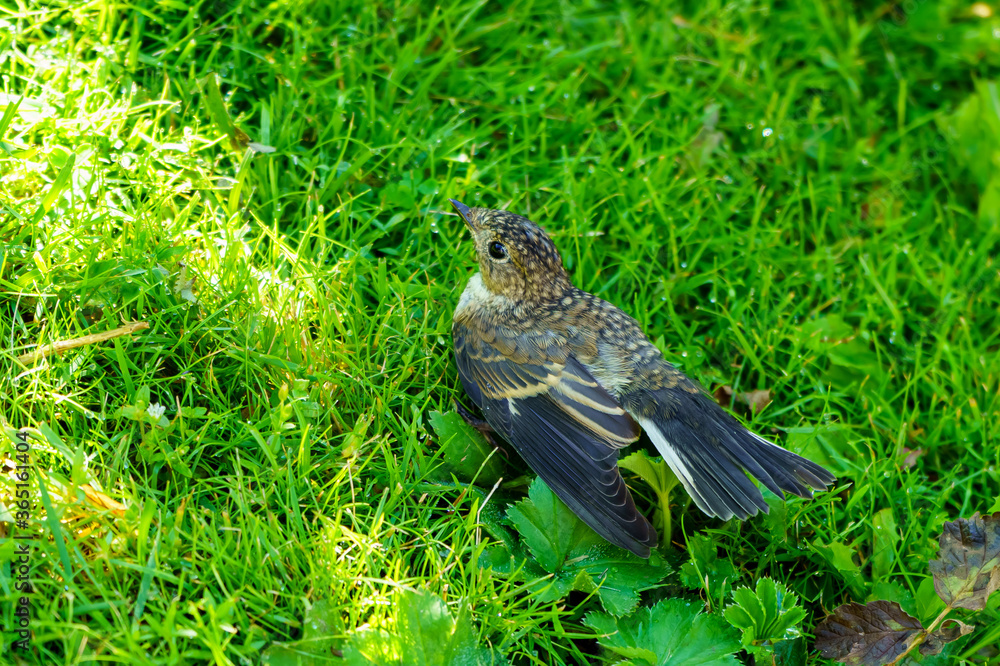 Obraz premium Catbird chick fell out of the nest and is hiding from predators
