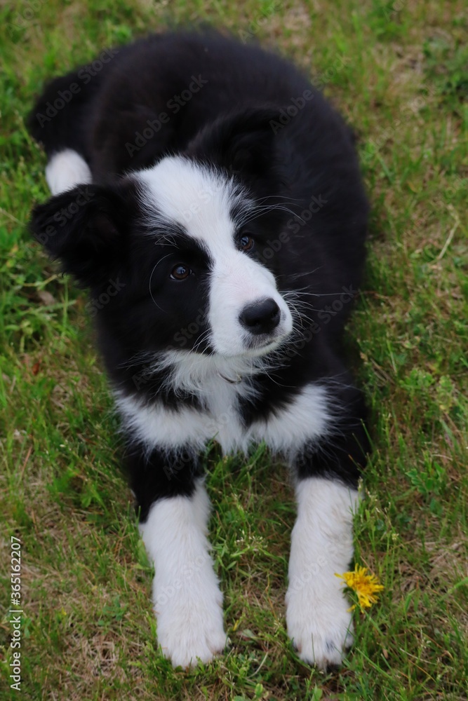 Top View of Border Collie Puppy Lying Down in the Grass in Czech Republic. Little Black and White Dog in the Garden.