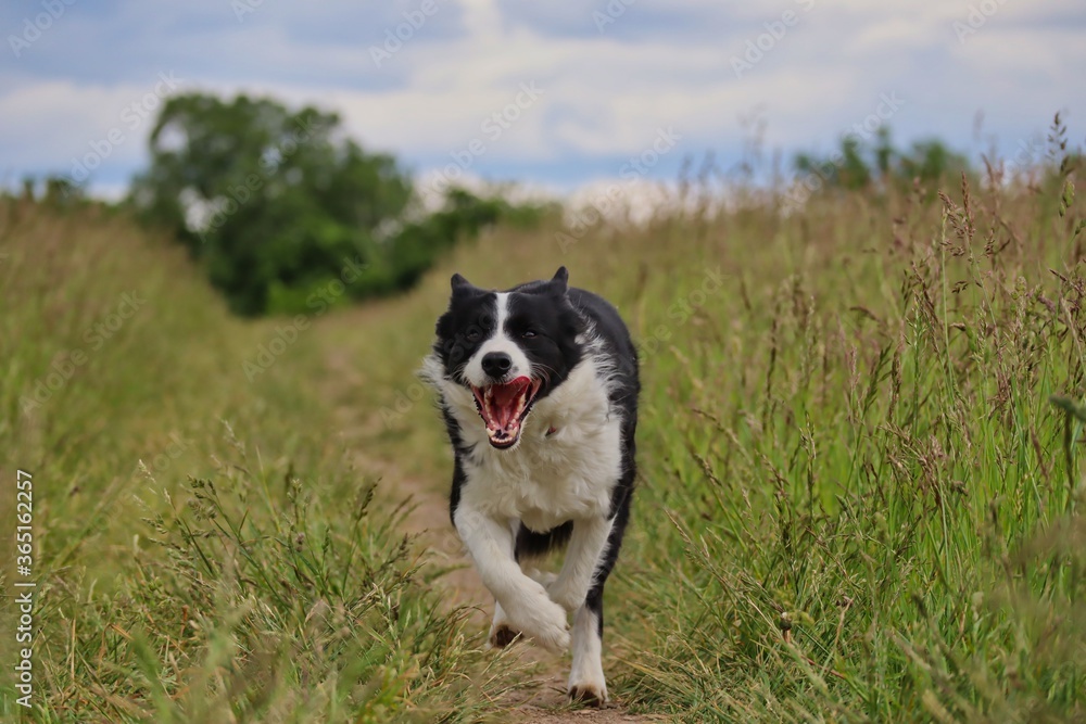 Border Collie Running on Field with Crazy Look on her Face. Black and White Dog Enjoys Freedom in Czech Republic.
